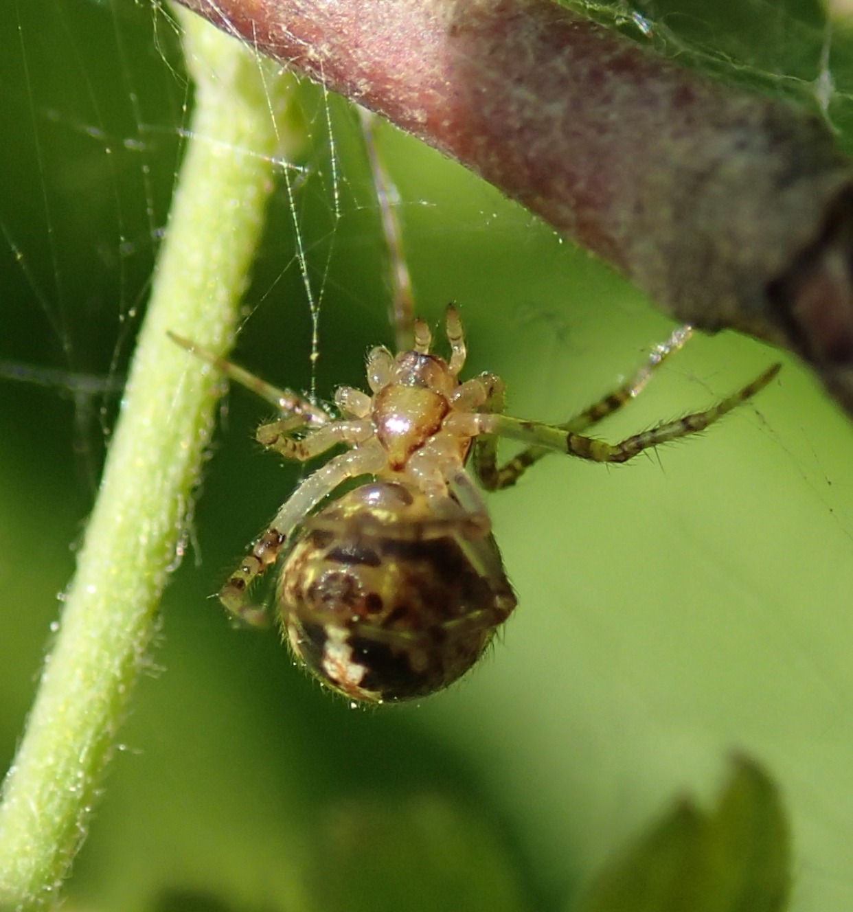 Theridion  pictum - Lughignano (TV)